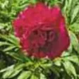 Portrait von Clementine Rollinger